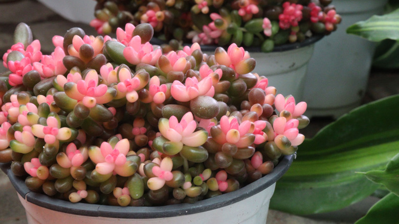 Pink and dark green sedums growing in white plastic pots in a garden.