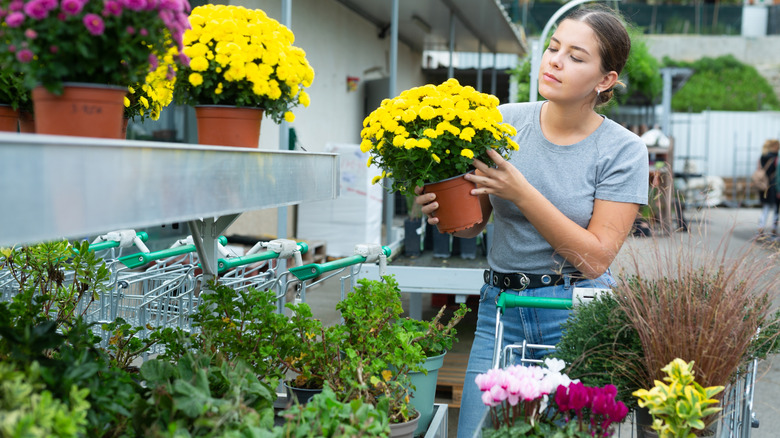 A woman contemplates whether to buy the pot full of yellow mums she's holding in her hands at a garden center.
