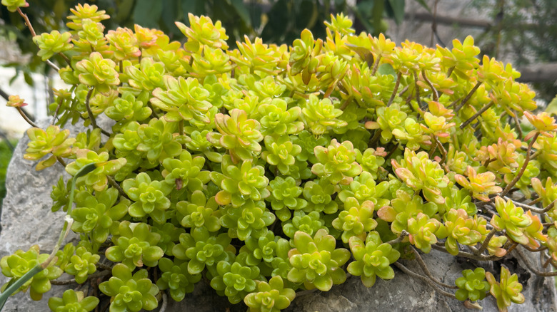 A lime green and orange sedum growing in a rock garden.