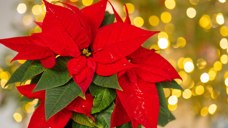 Poinsettia in front of twinkling lights