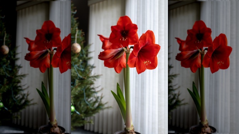amaryllis flowers indoors in front of Christmas tree
