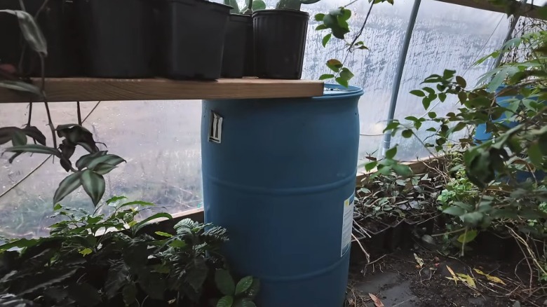 Blue barrel filled with water against wall in greenhouse
