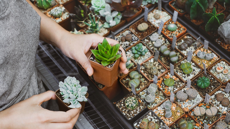 Woman looking at small succulents