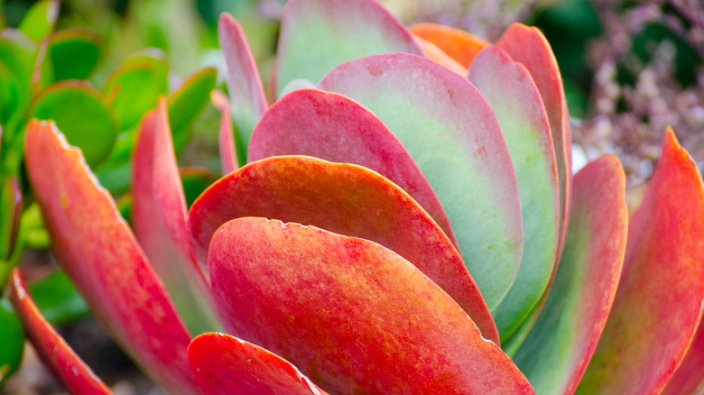 Kalanchoe thyrsiflora 'Flapjacks' succulent plant