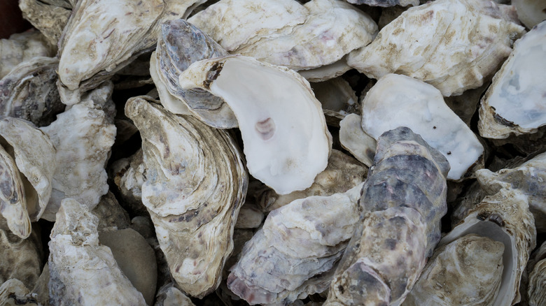 Dry and empty oyster shells piled together.
