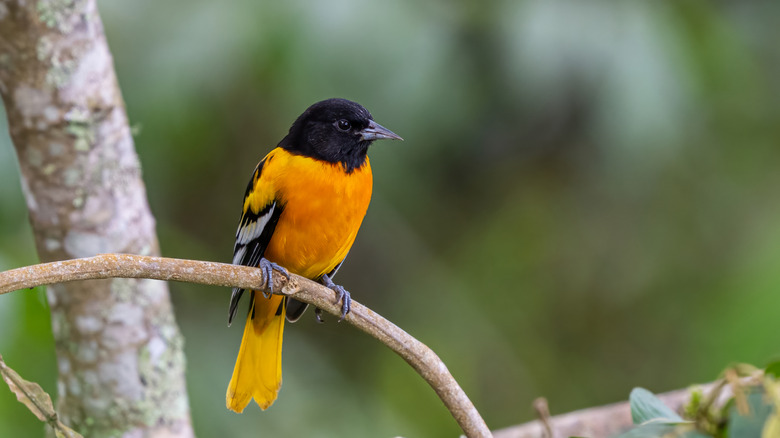 Male Baltimore Oriole perched on a tree branch