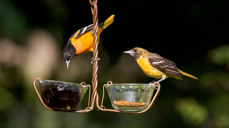 Baltimore Orioles eating grape jelly and mealworms