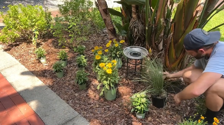 Man adding plants near DIY bird bath with glass platter in the yard