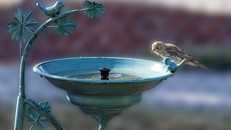 A bird sitting on the lip of a blue bird bath