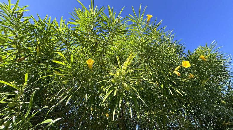 a yellow oleander in bloom