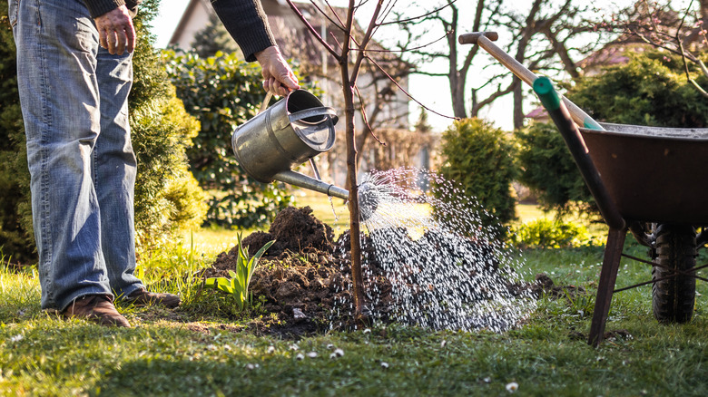 A gardener near a wheel barrow waters the ground around a newly planted tree sapling with a metal watering can.