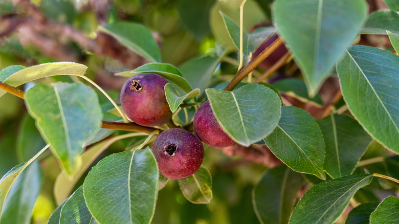 Red fruit and green foliage on a Seckel pear tree.