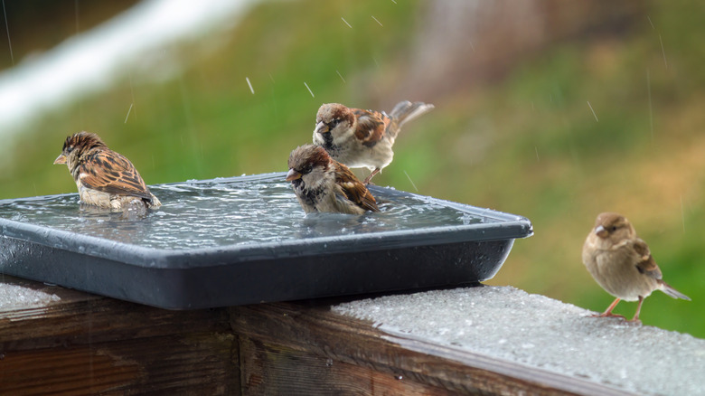 Birds in black plastic bird bath with ice on adjacent railing