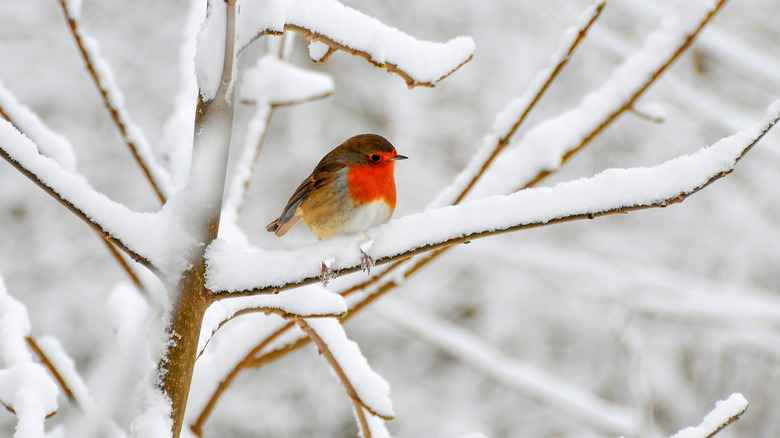 Beautiful bird resting on snow-covered tree branch