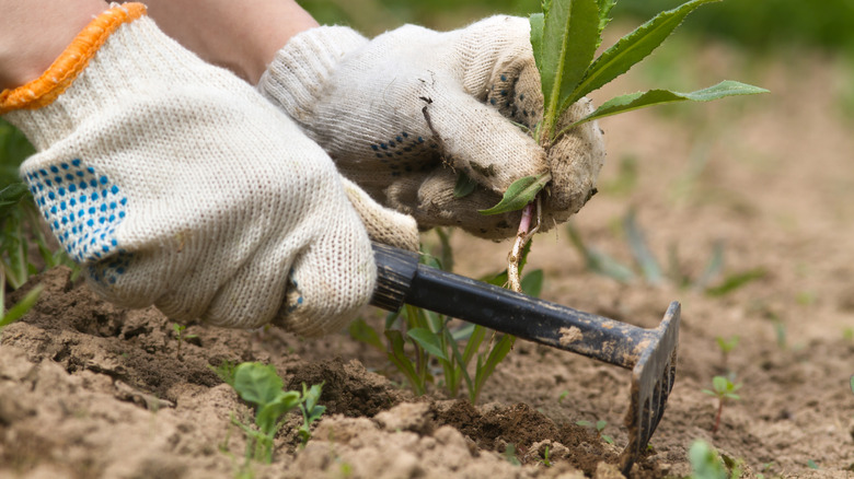 Gloved hands are holding a black hand rake and an uprooted weed above soil.