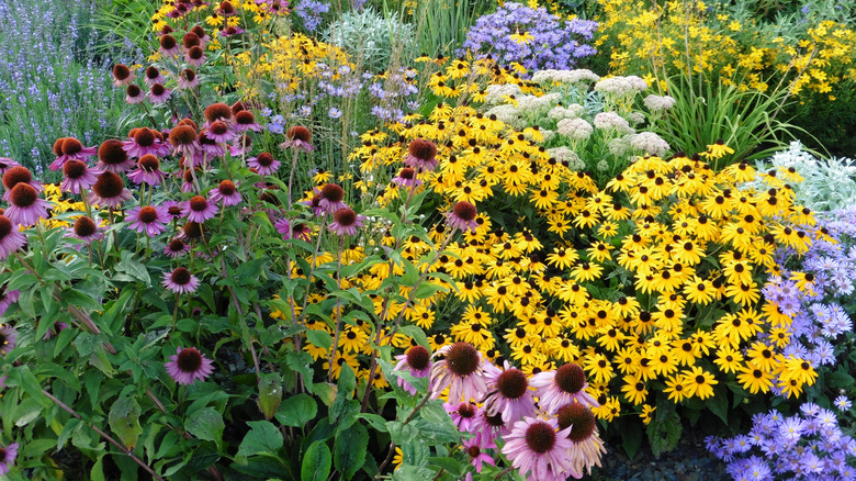Different types of colorful flowers blooming in a garden
