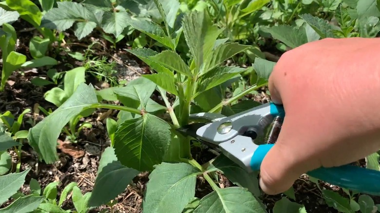 Hands using clippers to pinch the stem of a plant with large green leaves
