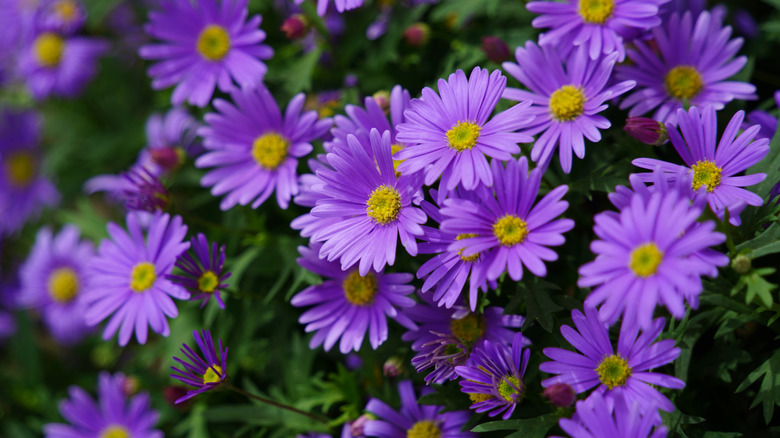 Purple aster flowers in bloom in a garden