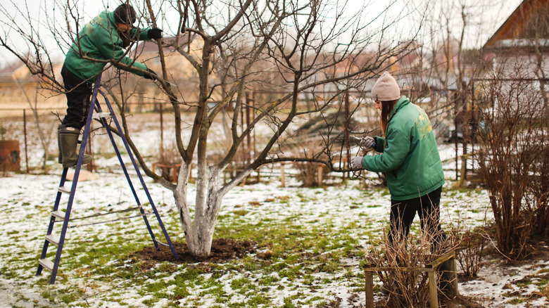 Pruning a tree in winter