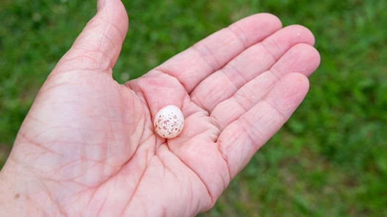 tiny egg in person's hand