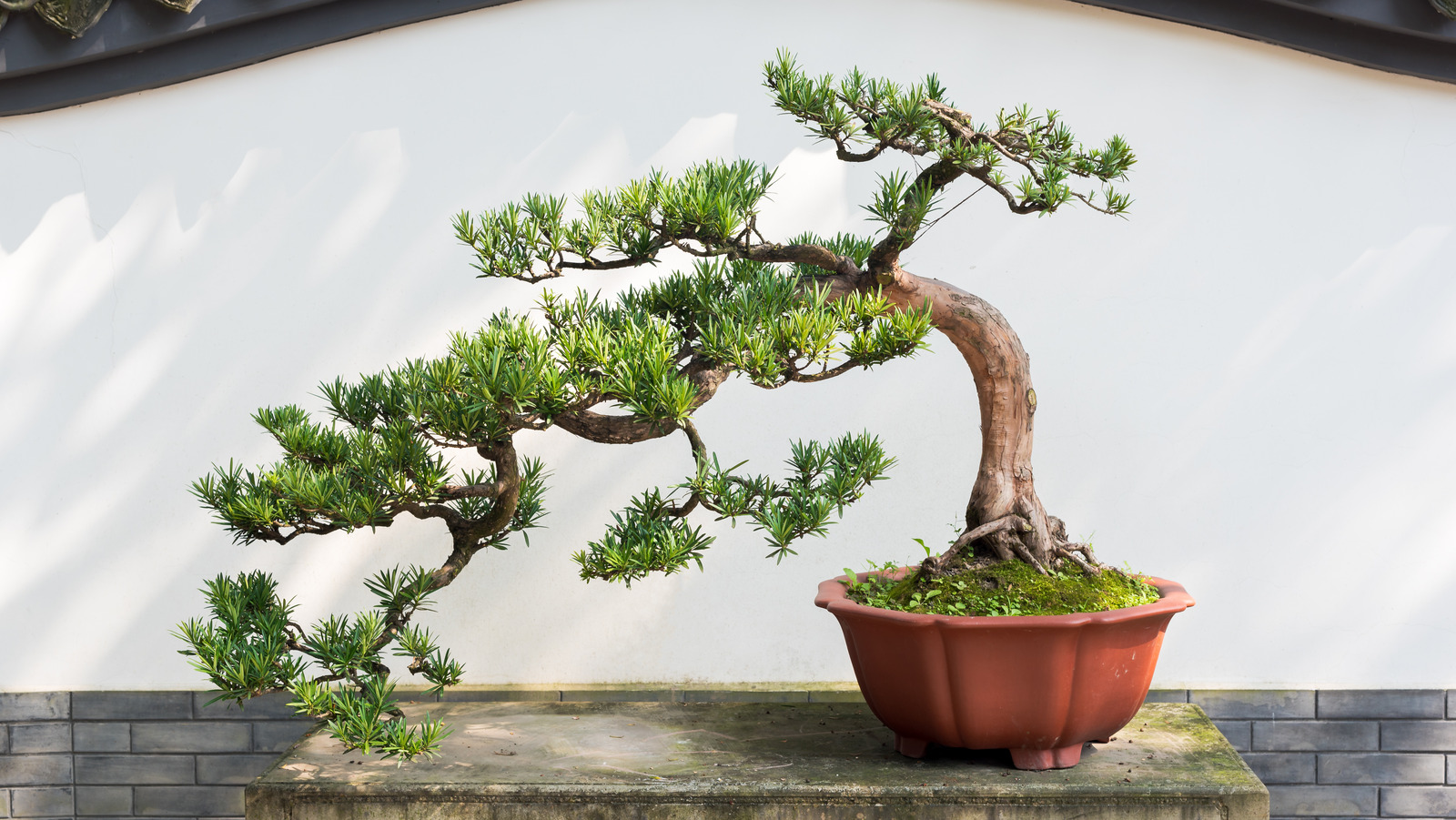 ist ficus ginseng ein bonsai Ficus Ginseng Bonsai S Type House Plant  Plants For All Seasons