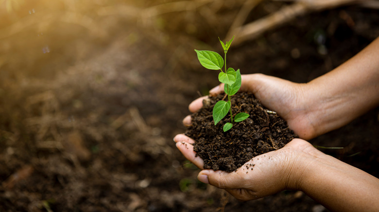 hands in soil with seedling