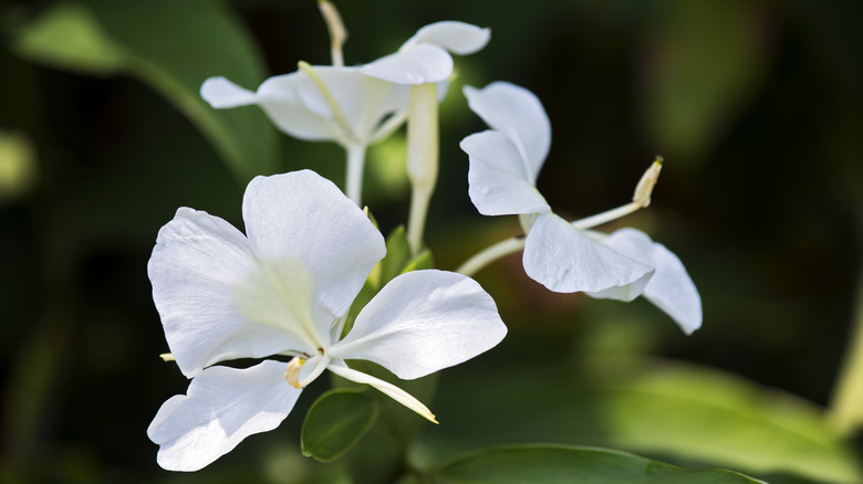 White ginger lily in bloom