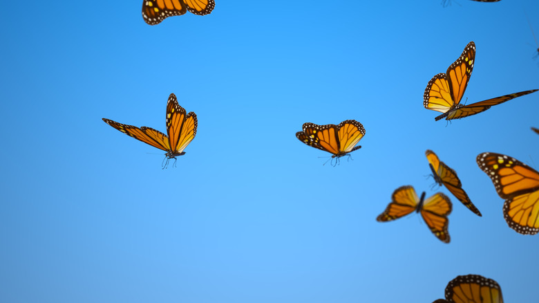 Monarch butterflies flying against blue sky