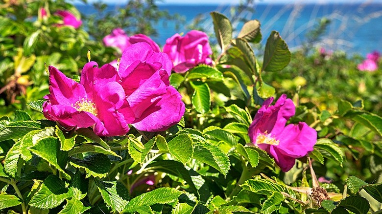 Pink rugosa roses blooming near a seaside