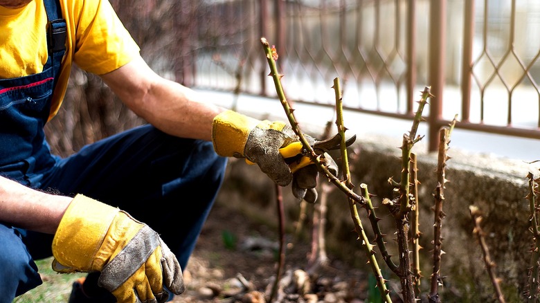 Close-up of a person pruning a thorny bush
