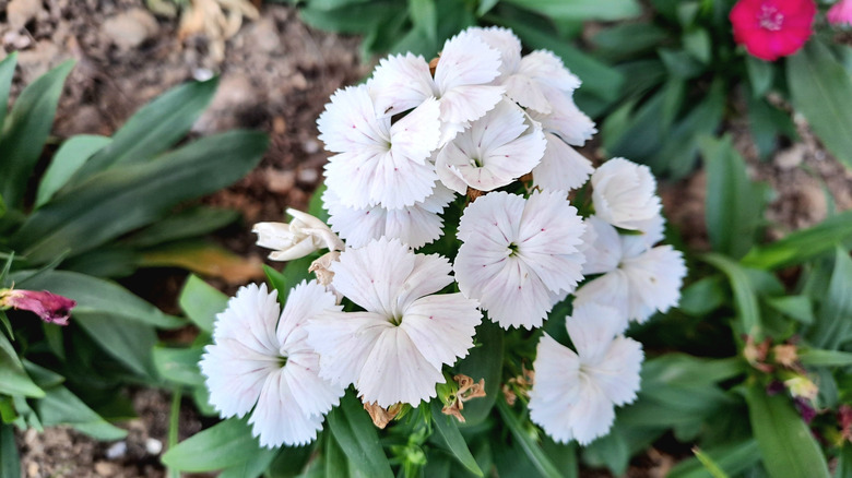 A clump of white dianthus flowers in a garden bed.