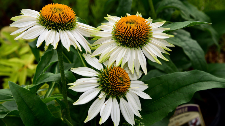 'Fragrant Angel' white coneflowers with bright yellow centers.