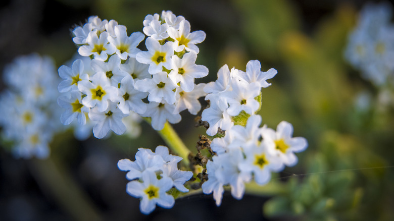 White heliotrope flowers with yellow centers.