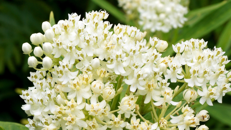 A cluster of 'Ice Ballet' swamp milkweed flowers.