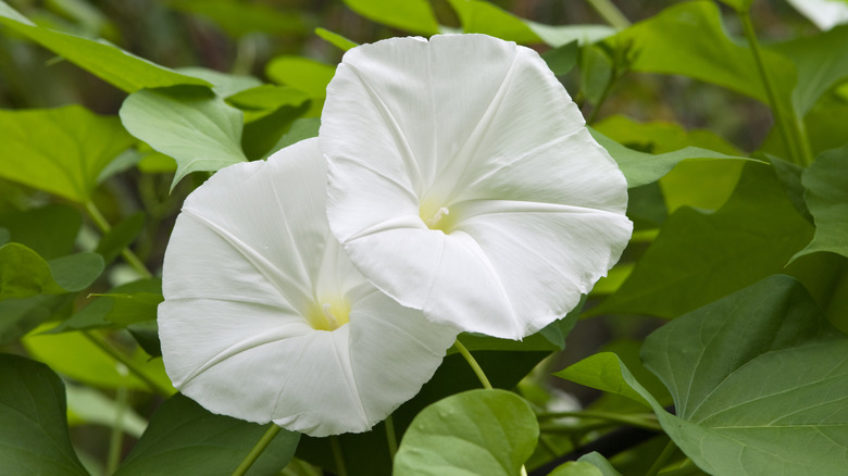 White moonflowers in bloom.