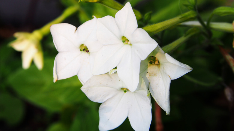 White ornamental tobacco flowers in bloom.