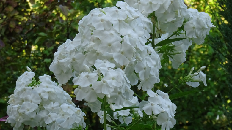 Close-up of white 'David' phlox flowers in garden.