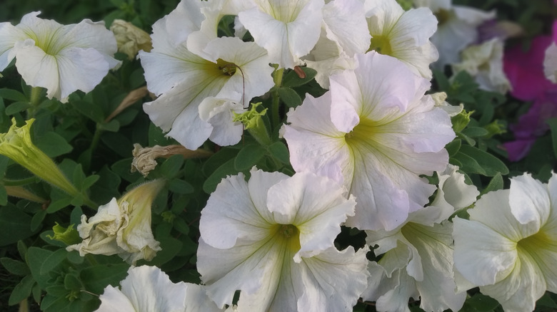 White petunia axillaris flowers in bloom.