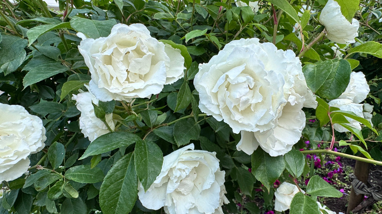 'Iceberg' white floribunda roses on a bush.