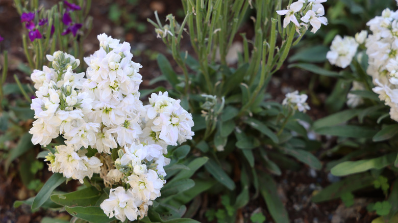 White stock flowers in bloom in a garden bed.