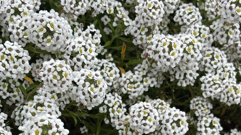 Sweet alyssum plant covered in clusters of white flowers.