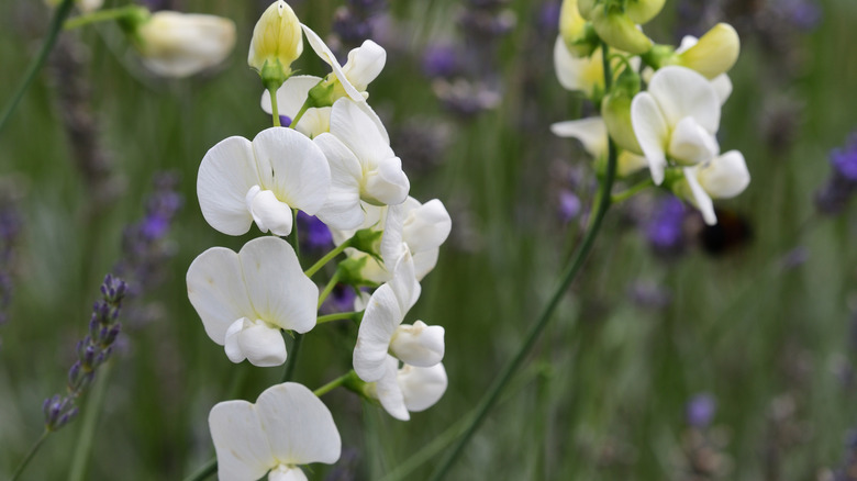 White sweetpea flowers blossoming on a vine.