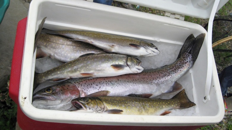 cooler with ice and fish