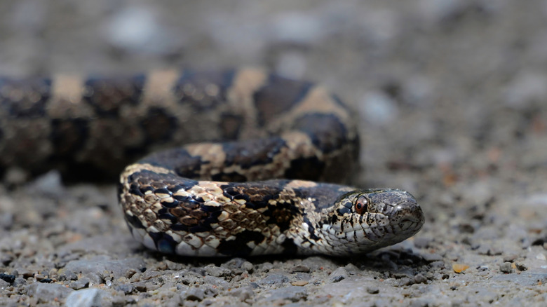 closeup of Lampropeltis triangulum crawling on gravel