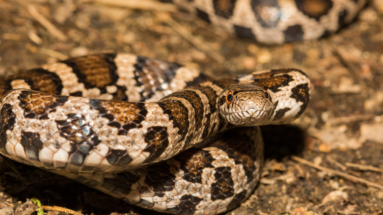 closeup on Lampropeltis triangulum with browner coloration in dry grass
