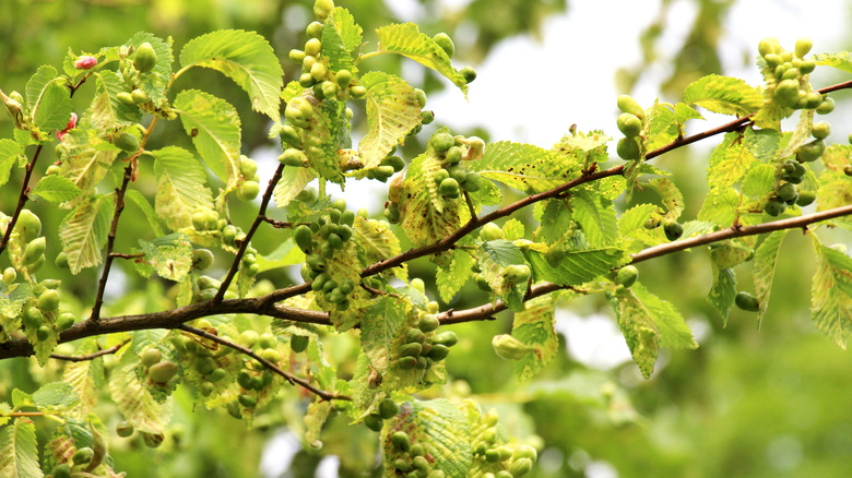 Leaves of an elm tree affected by disease
