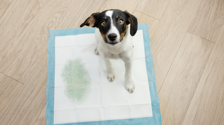 Puppy sitting on an absorbent pad