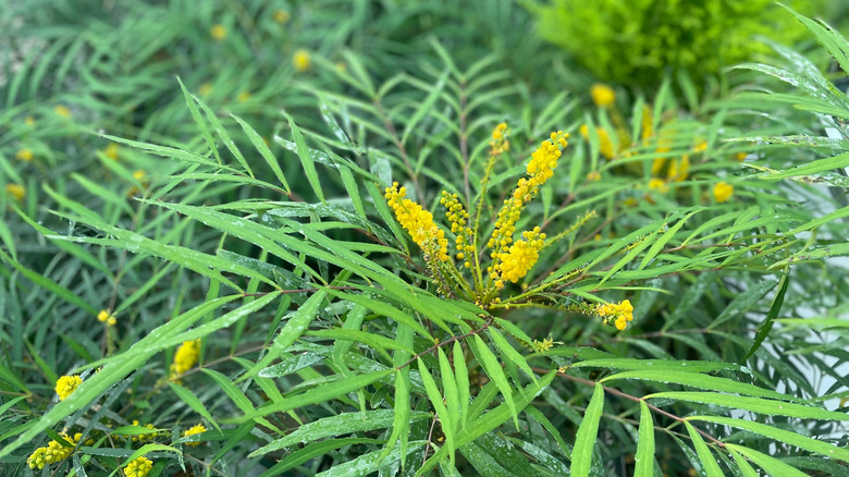 Closeup of 'Soft Caress' mahonia showing the soft foliage and pretty yellow flowers