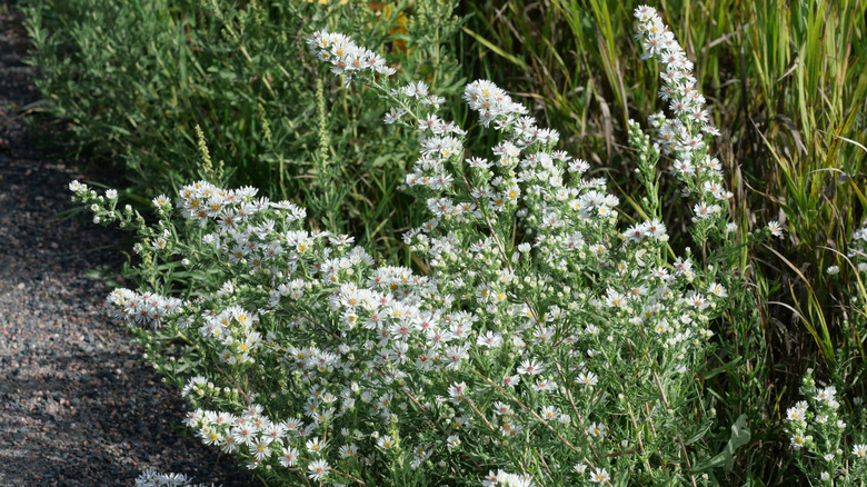 A frost aster bush growing in a garden at the edge of a gravel path