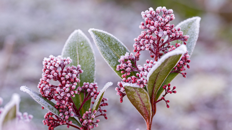 Frost damage on pink flowers